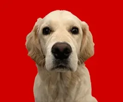 Kanzleihund Hannes